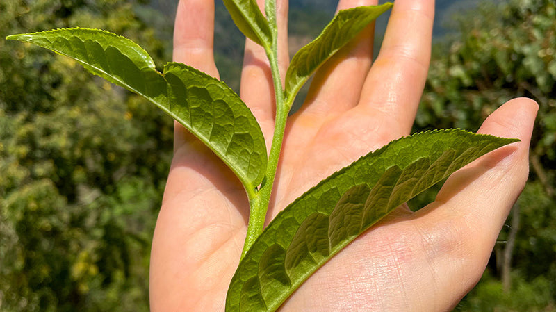 2023 Songkran Spring Tea Sale