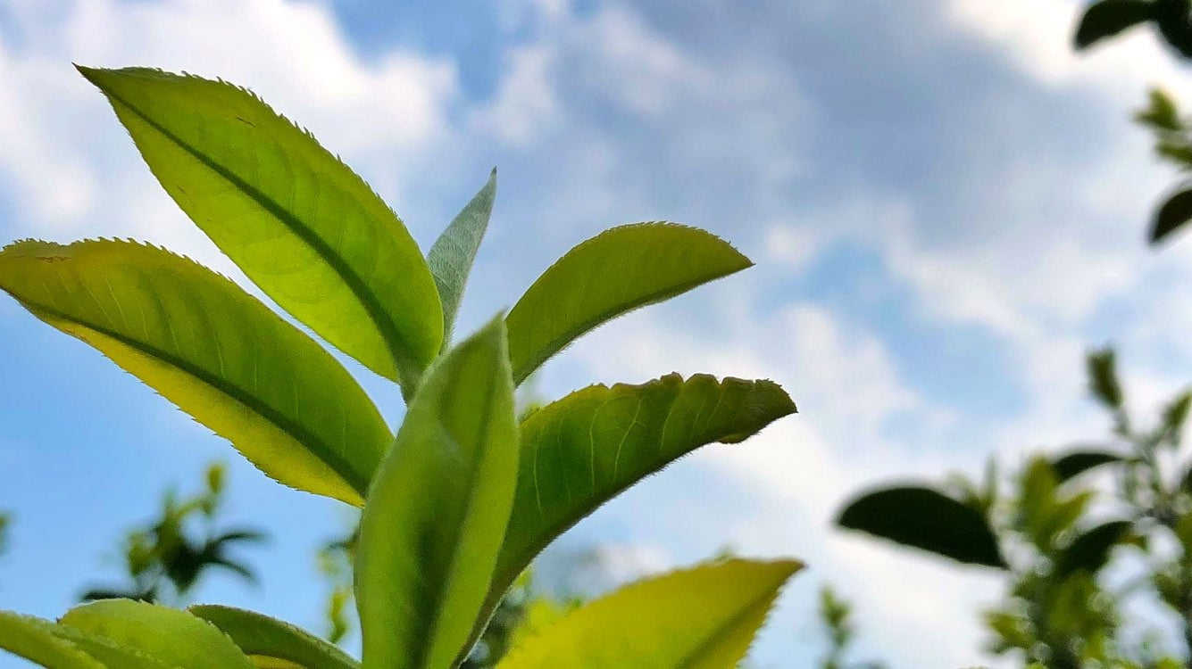 Free Shipping on Orders Over $75, This Weekend Only