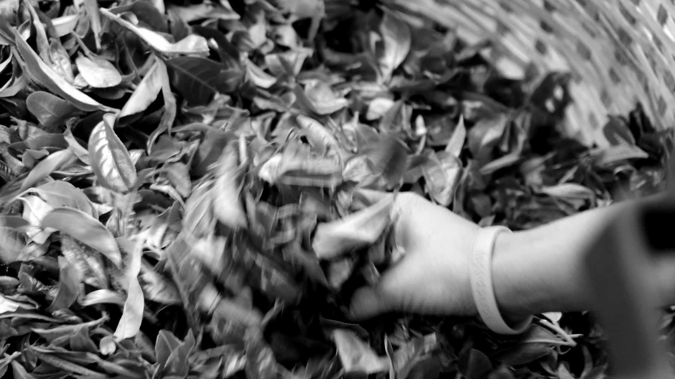 Spring Puer Tea 2013