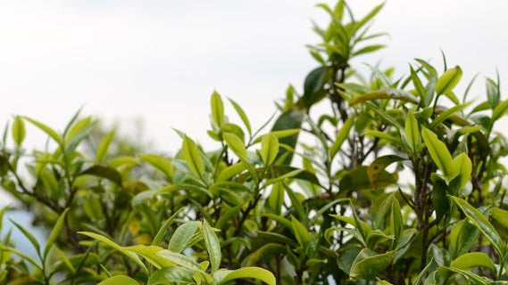 What the Heck is Fake Puerh Tea?