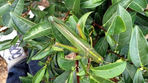 Liu Bao Tea and Trips to Guangxi