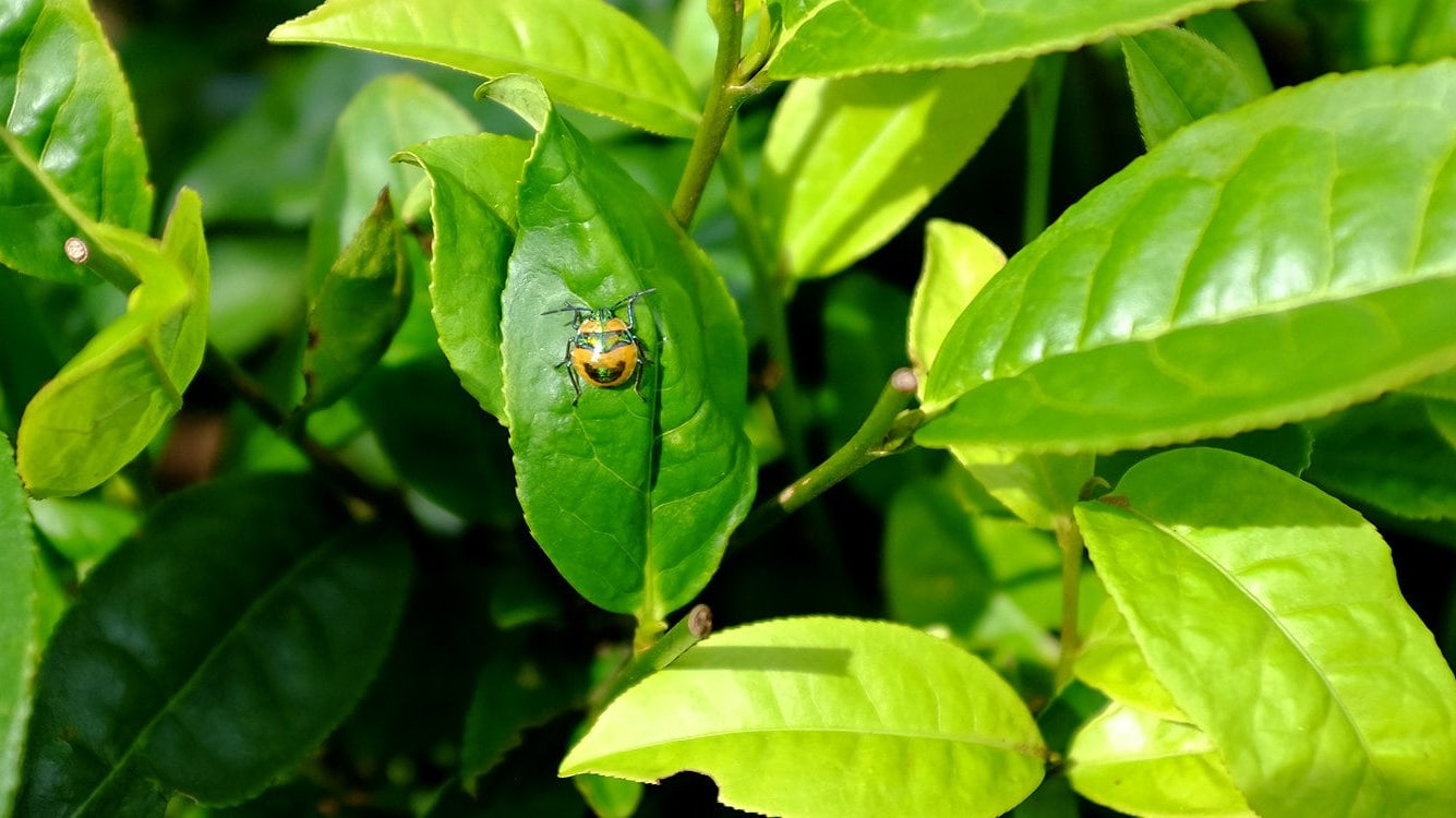 Three New Tested Teas from white2tea