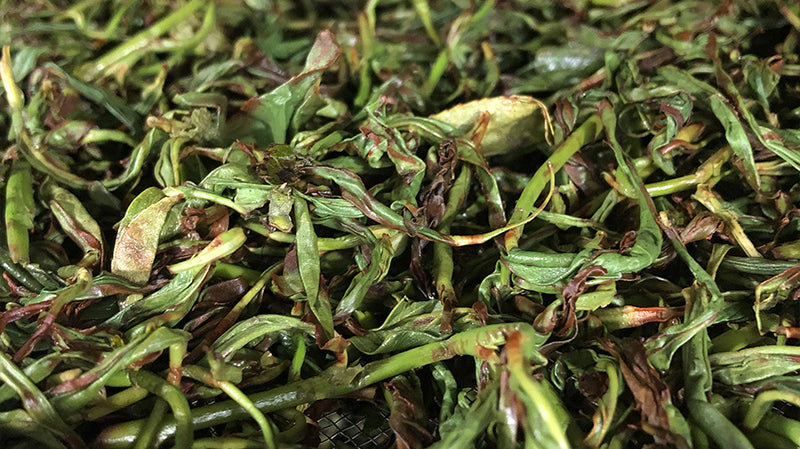 What Is Oolong Tea? A Beginner's Guide