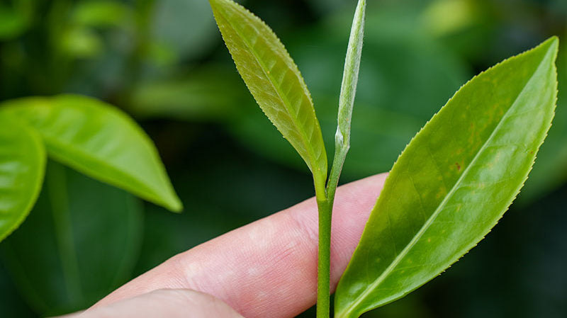 The Best Energizing Teas for Focus & Stimulation: An Expert Guide