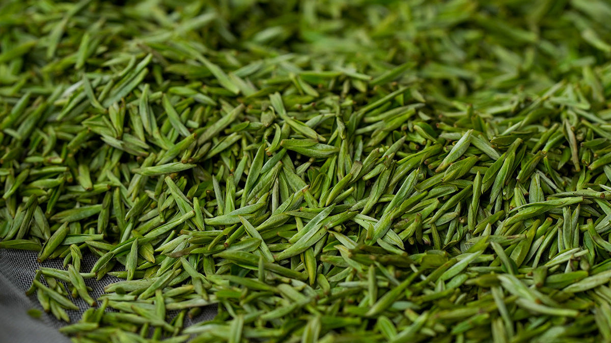 fresh green tea buds in Sichuan province