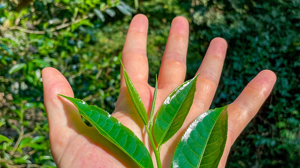 Raw (Sheng) Puer: A Buyers' Guide for This Unique Tea
