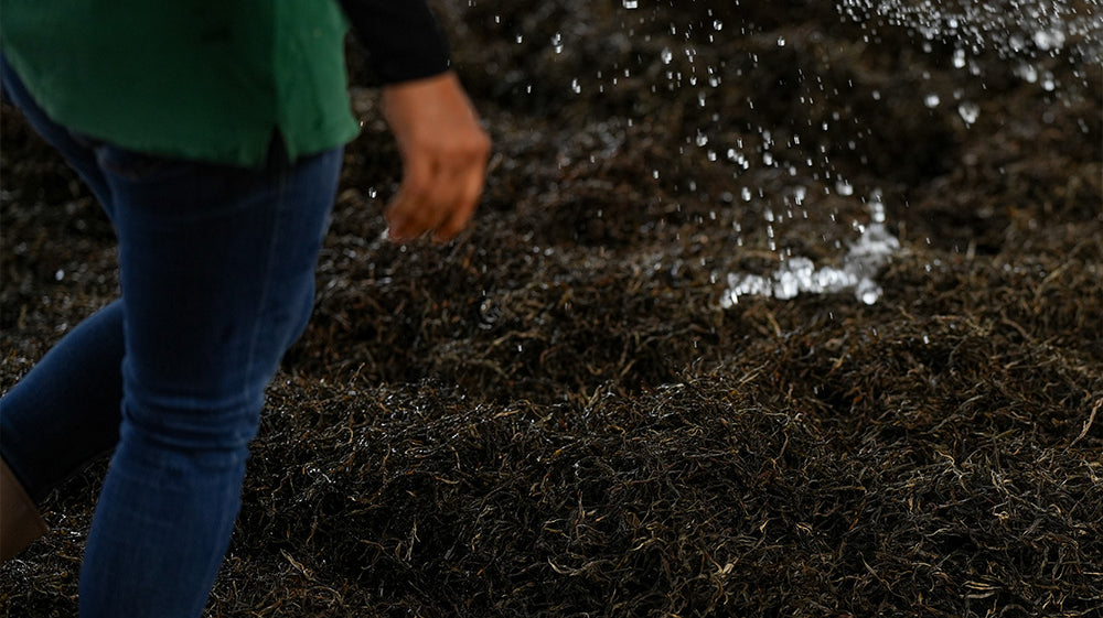 Ripe Puer Tea: A Beginner's Guide to Appreciating Shou