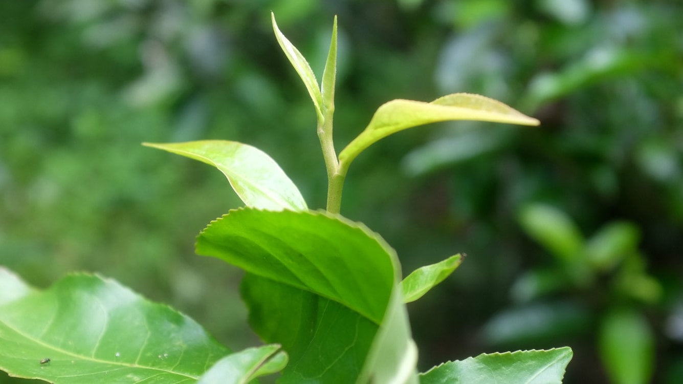 Chinese National Day Shipping Break for Tea