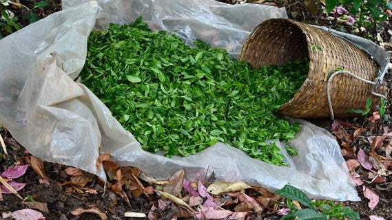 How is Puer Tea Made?