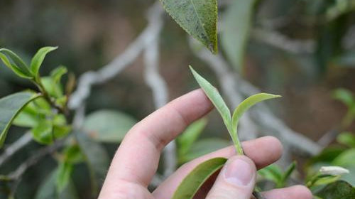 Predicting a Puer Tea Bubble