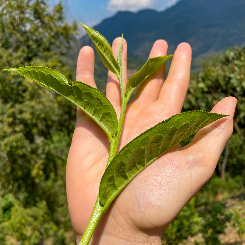 2023 Songkran Spring Tea Sale