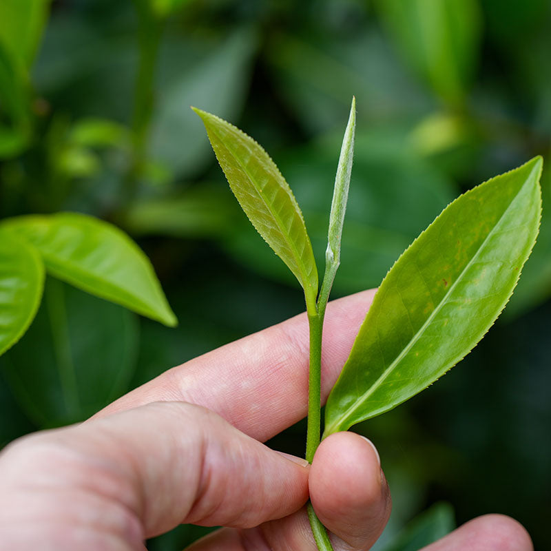 Quick Tea Reviews: 5 Chinese Teas + Another Tea Haul! – Eustea Reads