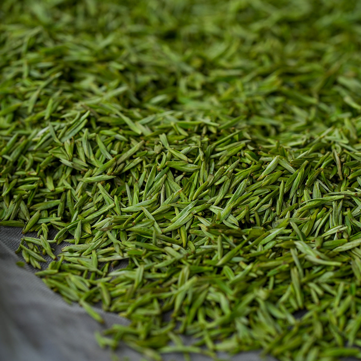 fresh green tea buds in Sichuan province