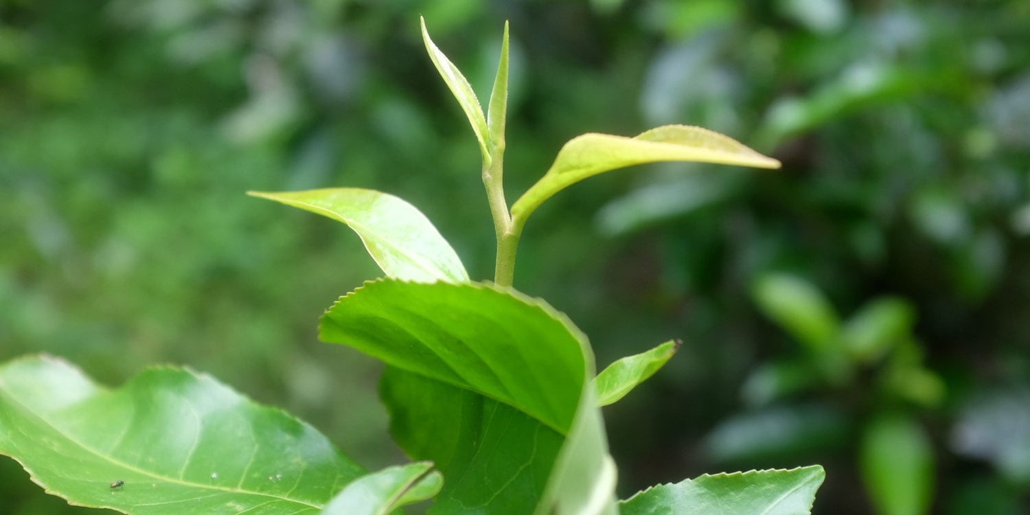 Chinese National Day Shipping Break for Tea