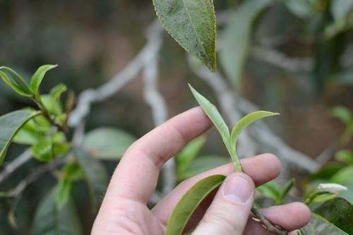 Predicting a Puer Tea Bubble